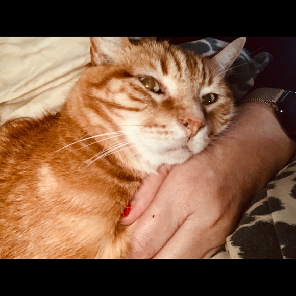 Meet your Posher, 💕Julie Posh Ambassaor!💕 - Picture 5 of 5